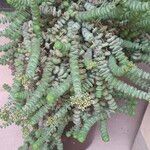 Crassula rupestris Blatt