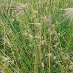 Themeda triandra Fula