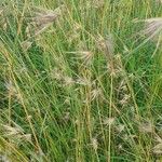 Themeda triandra फूल