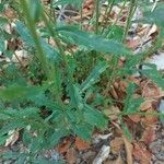 Leucanthemum vulgare Folha