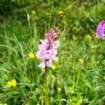 Dactylorhiza maculataFlower