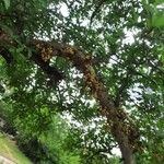Ficus racemosa Vaisius