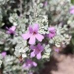 Leucophyllum candidum Flower