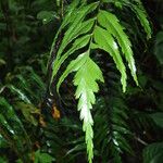 Asplenium friesiorum Folha