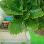 Kalanchoe crenata Leaf
