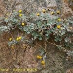 Phagnalon platyphyllum