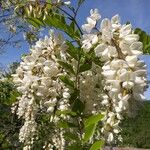 Robinia pseudoacaciaKvet