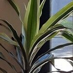 Dracaena reflexaLeaf