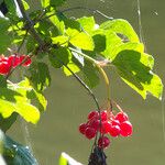 Viburnum opulus 果實