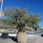 Ceiba insignis Συνήθη χαρακτηριστικά