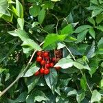 Solanum seaforthianum Fruit