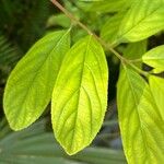 Itea virginica Folha