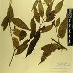 Sarcococca wallichii Otro