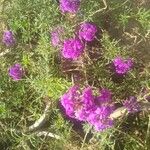 Glandularia tenera Flower