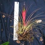 Tillandsia punctulata Egyéb