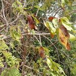 Dalbergia afzeliana Fruto