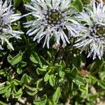 Globularia cordifolia Leaf