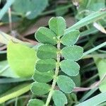 Hippocrepis comosa Blatt