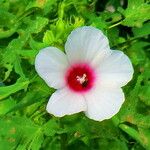 Hibiscus laevis Kukka