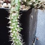 Austrocylindropuntia cylindrica Blad