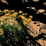 Arnica mollis Hábito