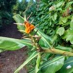 Hedychium gardnerianumFlower