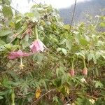 Passiflora tripartita Habitus