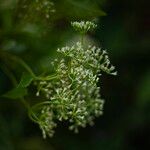 Mikania micrantha Flower