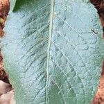 Elephantopus mollis Leaf