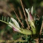 Astragalus greuteri Flower