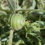 Medicago scutellata Frugt