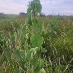 Abutilon pannosum موطن