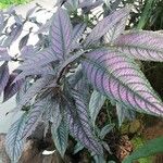 Strobilanthes auriculata Folla