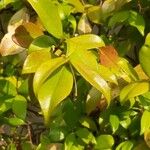 Trachelospermum jasminoidesبرگ