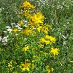 Hypericum perfoliatumÕis