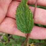 Melochia pyramidata Blad