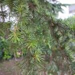 Cedrus libani Blad