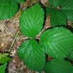 Rubus foliosus पत्ता