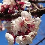 Prunus armeniaca 花