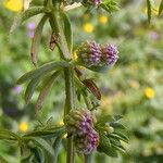 Galium verrucosum फल