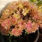 Chrysanthemum × grandiflorumΛουλούδι