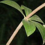 Pittosporum cornifolium