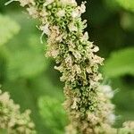 Mentha × rotundifolia Fruit