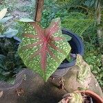 Caladium bicolor Frunză