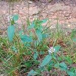 Prunella vulgaris ശീലം
