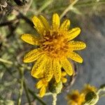 Senecio pterophorus Flower