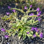 Echium bonnetii Blüte