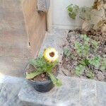 Ismelia carinata Flor