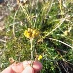 Helichrysum arenariumÕis