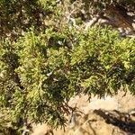 Juniperus foetidissima Blatt